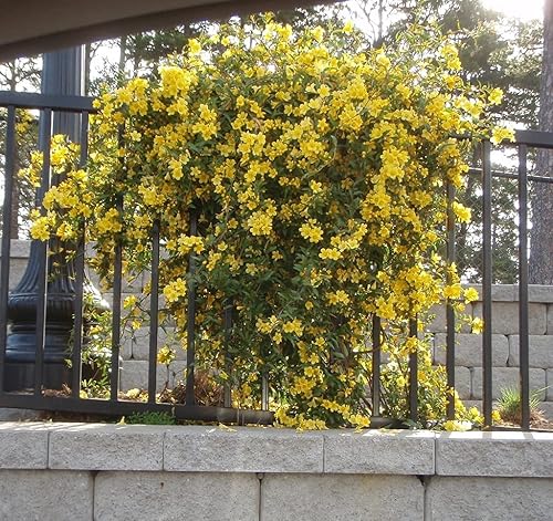 Miniatura 3 de Carolina Jasmine  Plantas de tamaño grande de 3 galones  Gelsemium Sempervirens Jessamine  Follaje de vid floreciente fragante