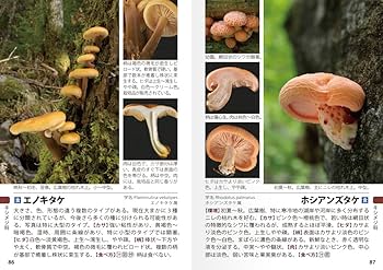 71HIY7YucyL._AC_UF350,