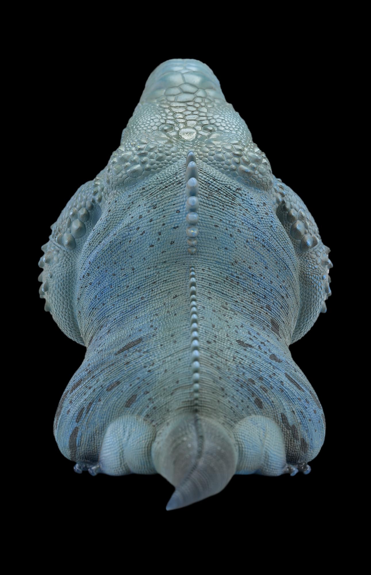 Amazon.com: IFiDEA Animal Heavenly Body Series 16 Reptile Chubby