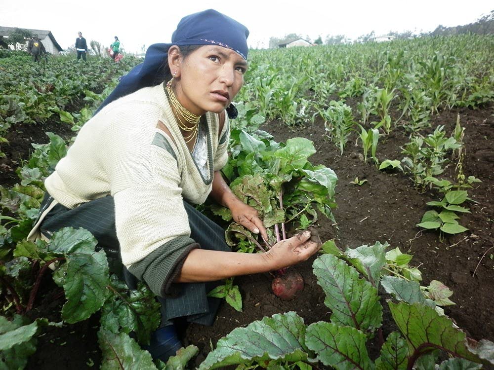 Kiwa Veggie Chips Vegetable Chip Mix of Cassava, Plantain, Beet