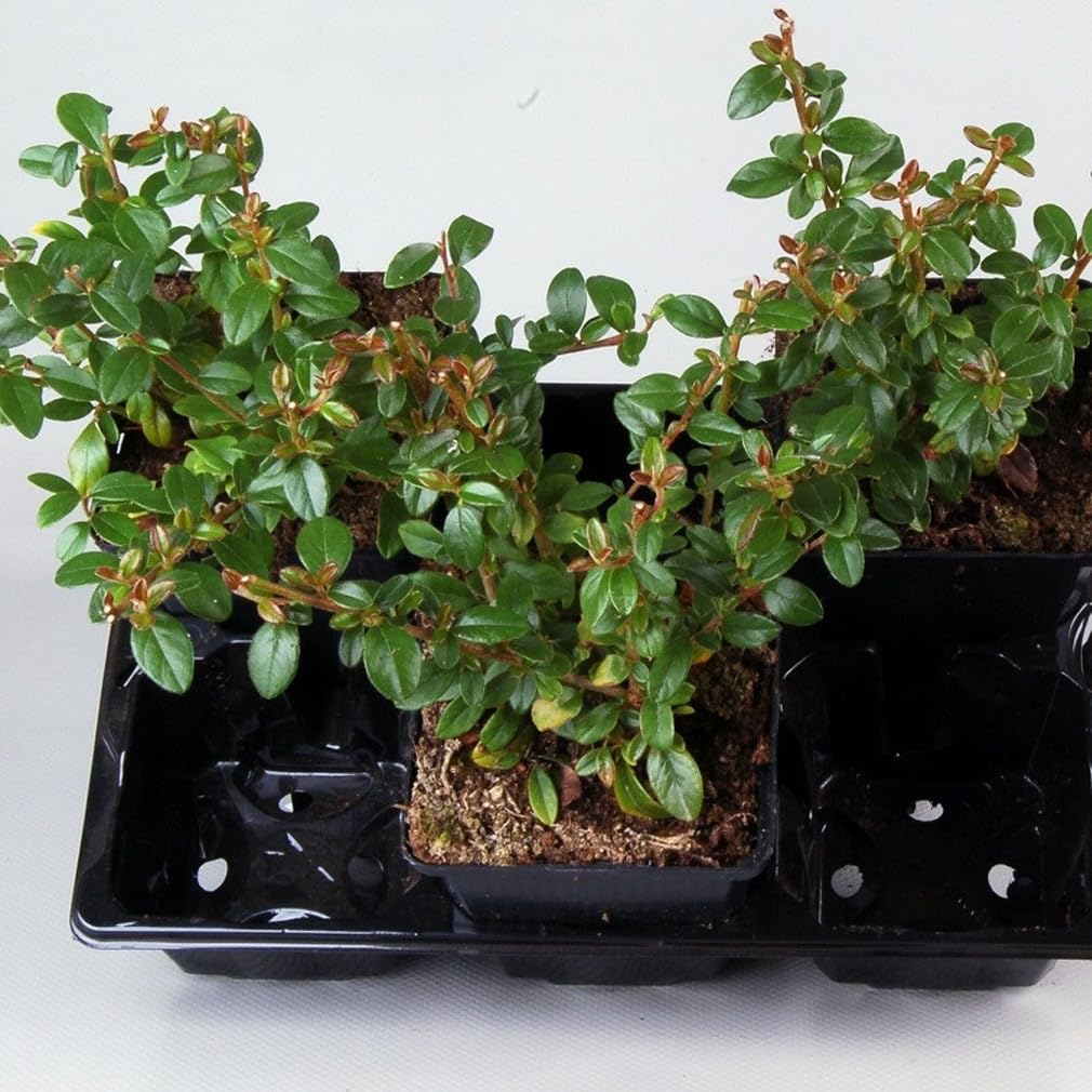 24 x Cotoneaster suecicus 'Coral Beauty' en maceta de 9x9 cm, para 3m²: Arbusto perenne con bayas rojas anaranjadas.