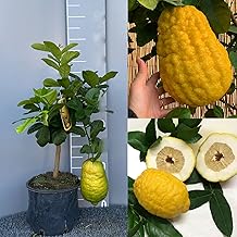 SAVINI VIVAI Pianta di Cedro Albero di Agrumi Cedro Gigante in Vaso da 20 cm Altezza 70 cm 2-3 Anni di innesto Made Italy