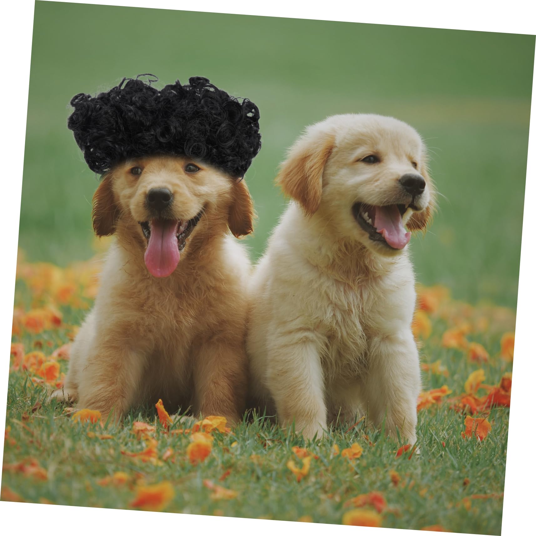 5pcs Pet Pelucas Pequeñas Pelucas para Mascotas Perros Cosplay Peluca Pelucas Afro-Pelucas para Cachorros Mascotas Disfraces Prop Mascota Perros Accesorios Transformación Traje de Perro