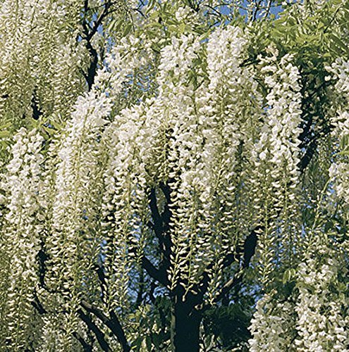 gardenexpert Wisteria Floribunda "Shiro Noda" Plant in 15 cm Pot