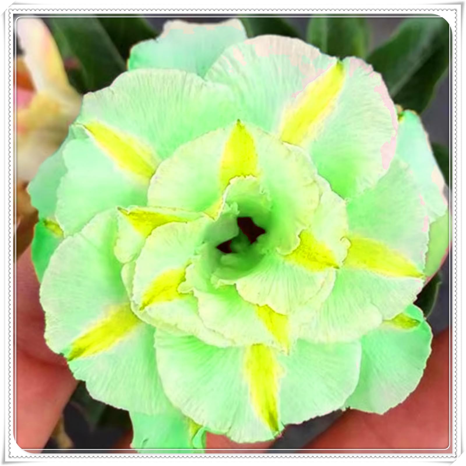 Perennial, Brilliant Desert Rose Bulbs,for Stunning Garden Displays-4 Bulbs-I