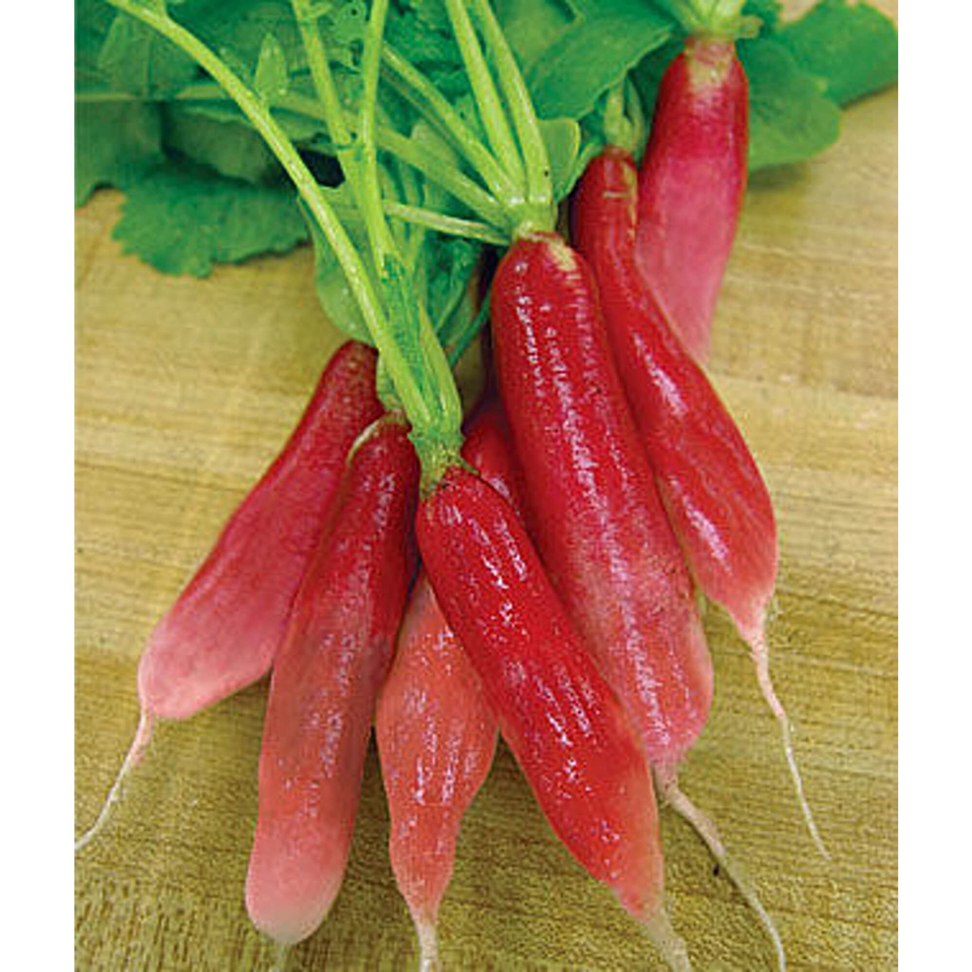 China Rose Winter Radishes Seeds (20+ Seeds) | Non GMO | Vegetable Fruit Herb Flower Seeds for Planting | Home Garden Greenhouse Pack