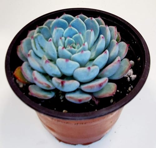 Miniatura 2 de Fat Plants San Diego - Plantas suculentas totalmente arraigadas en macetas reales de 4 pulgadas. Plantas de cactus vivas en macetas para una