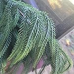 Review Image by Kelly W. Kelly W.