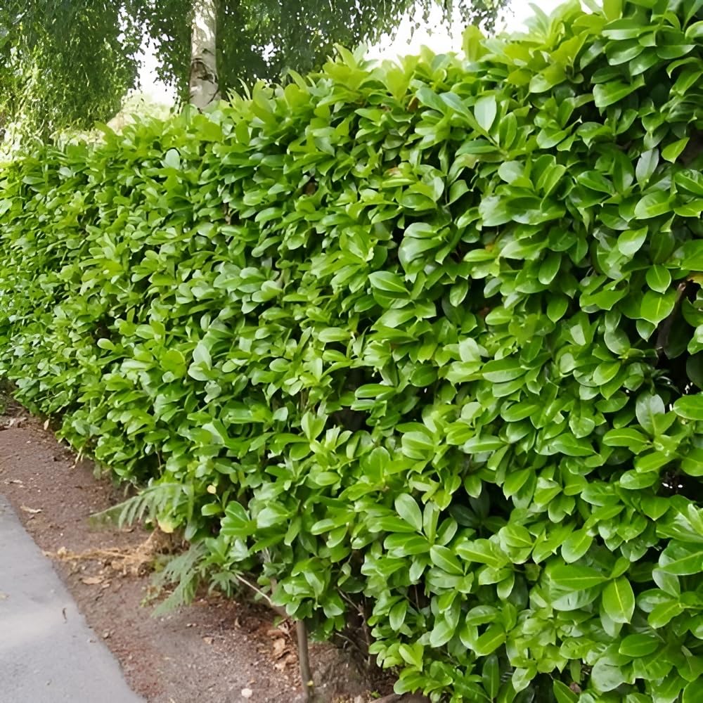 Stauden Gänge 10 x Prunus laurocerasus 'Rotundifolia' Kirschlorbeer