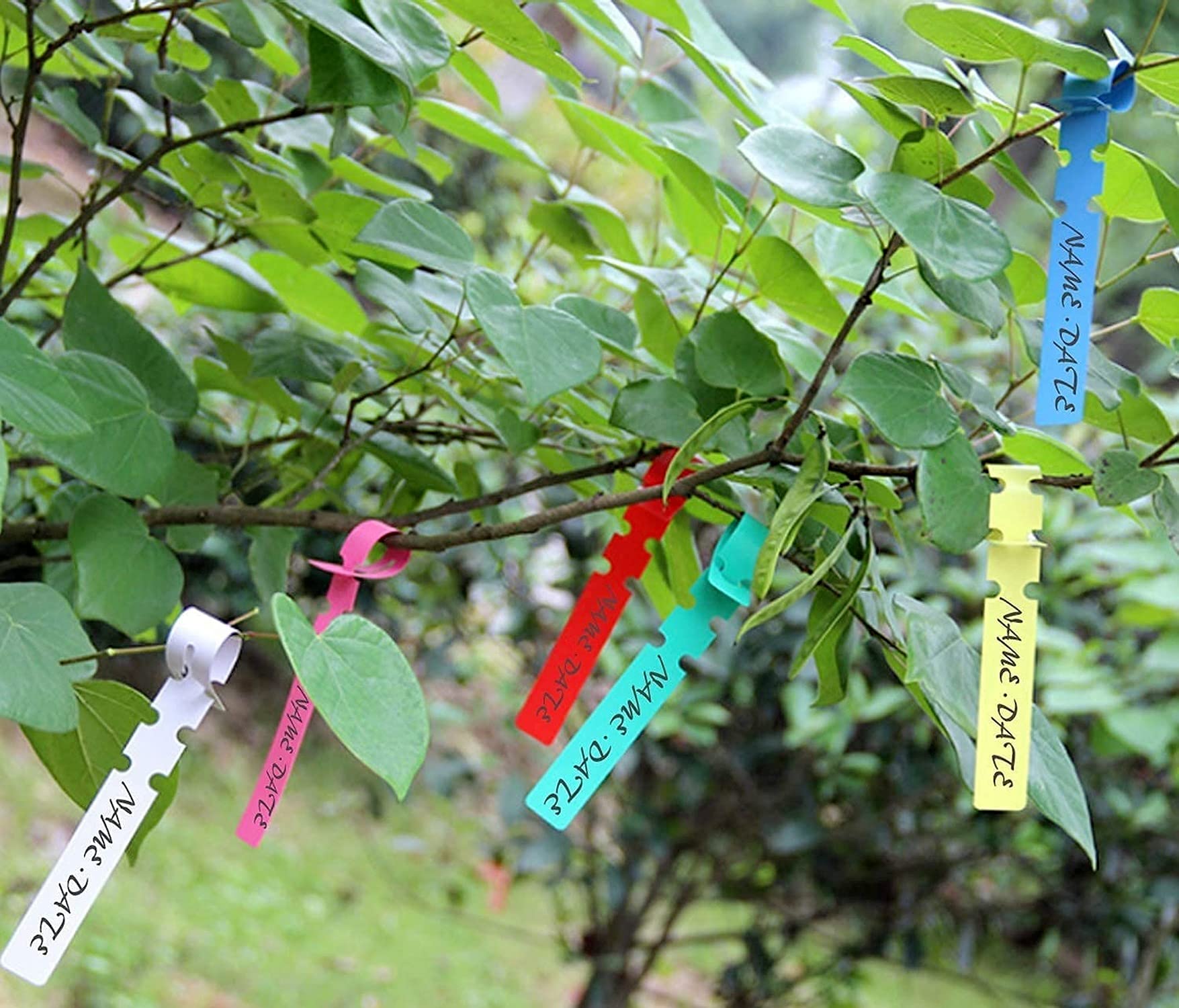 Strumento di innesto,Giardino Potatore Set Tra Cui Lame di Ricambio,Innesto Coltello,Innesto Nastri,pianta Etichette e Giardino Clip,Perfetto per Alberi da Frutto Innesto,Attrezzi da giardinaggio