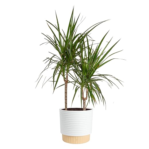 Costa Farms Dracaena Marginata Magenta Madagascar Dragon Tree, Live Indoor Plant, Easy to Grow Houseplant Potted in Decor Planter Pot, Living Room Home and Office Decor, 3-4 Feet Tall