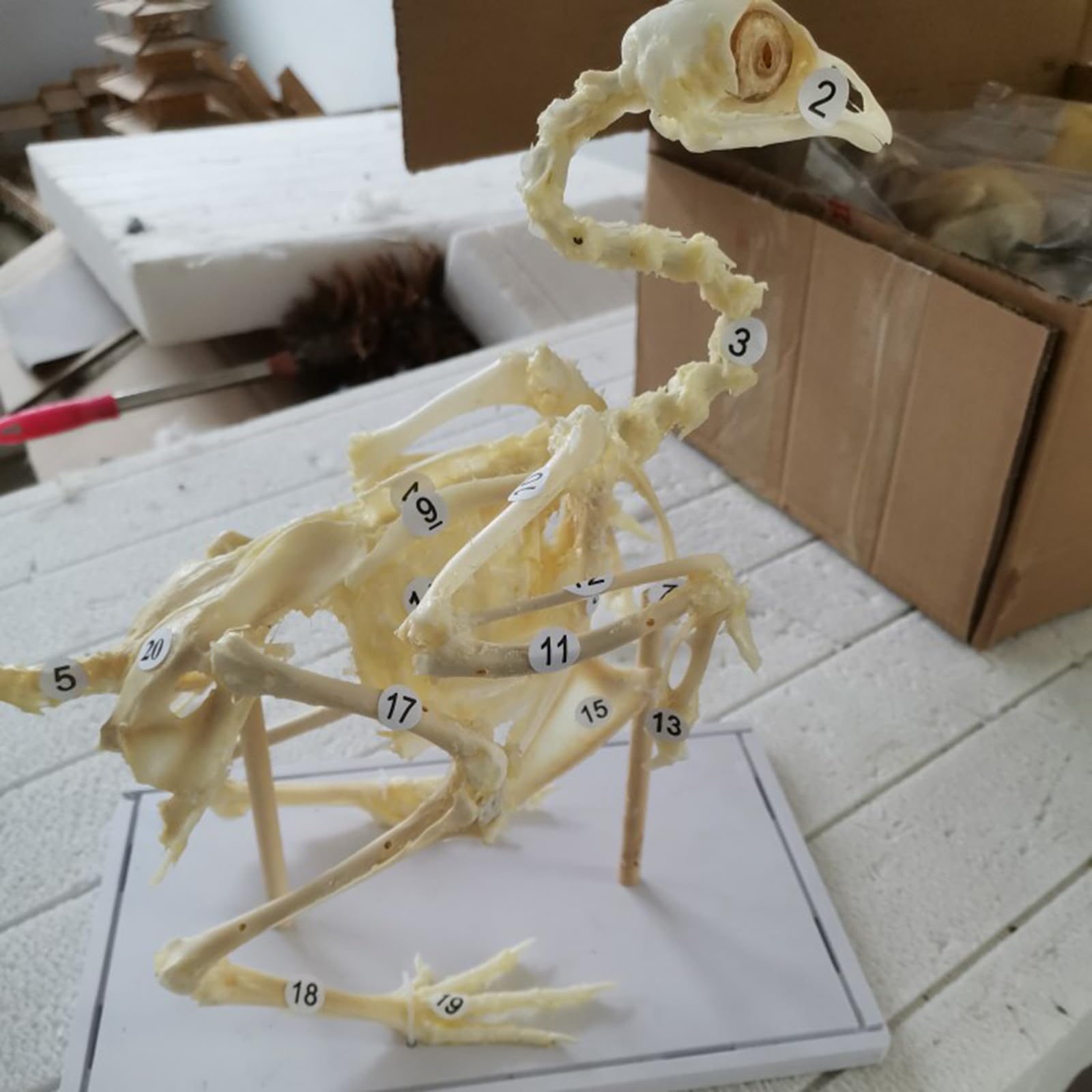 Taksydermiczny kurczak B1Model - Prawdziwe kości - Materiały taksydermiczne do edukacji naukowej