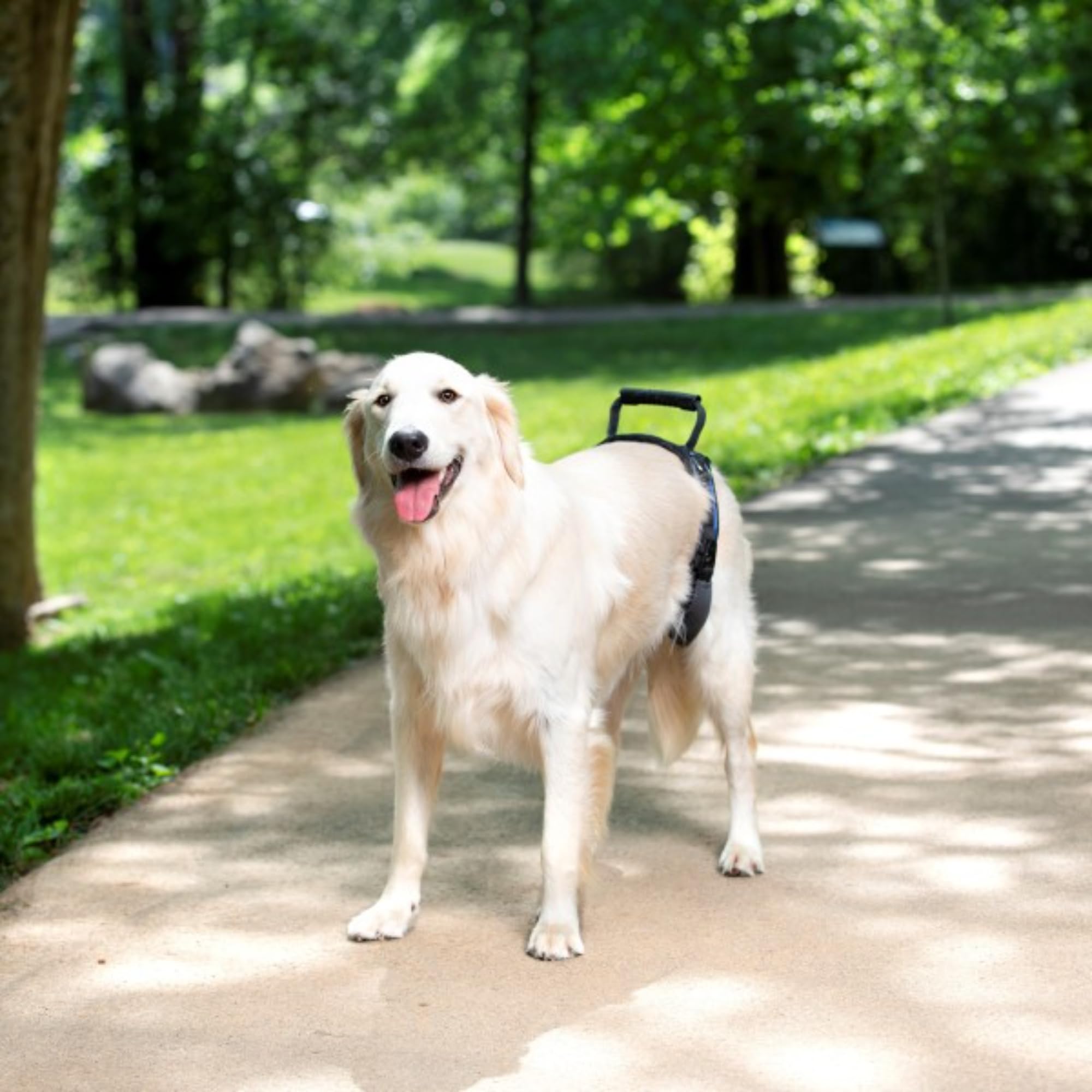 PetSafe Carelift, tylna uprząż podtrzymująca, pomoc do podnoszenia z uchwytem i ramieniem, odpowiednia dla niepełnosprawnych lub starszych psów, wygodna, oddychająca, łatwa regulacja, L