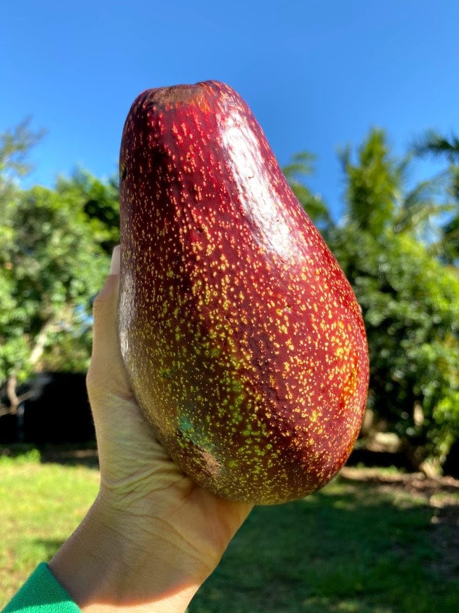 See full amazon price history chart for GreenWorld Special Big Long Size Rare Miami Red Avocado Plant,American Variety,Beauty Of Red,(GRAFTED) Hybrid Healthy Live Plant,Fruit After 1 Year GreenWorld Special Big Long Size Rare Miami Red Avocado Plant,American Variety,Beauty Of Red,(GRAFTED) Hybrid Healthy Live Plant,Fruit After 1 Year (B0CCFPTLRS) Amazon Price History, Amazon Price Tracker