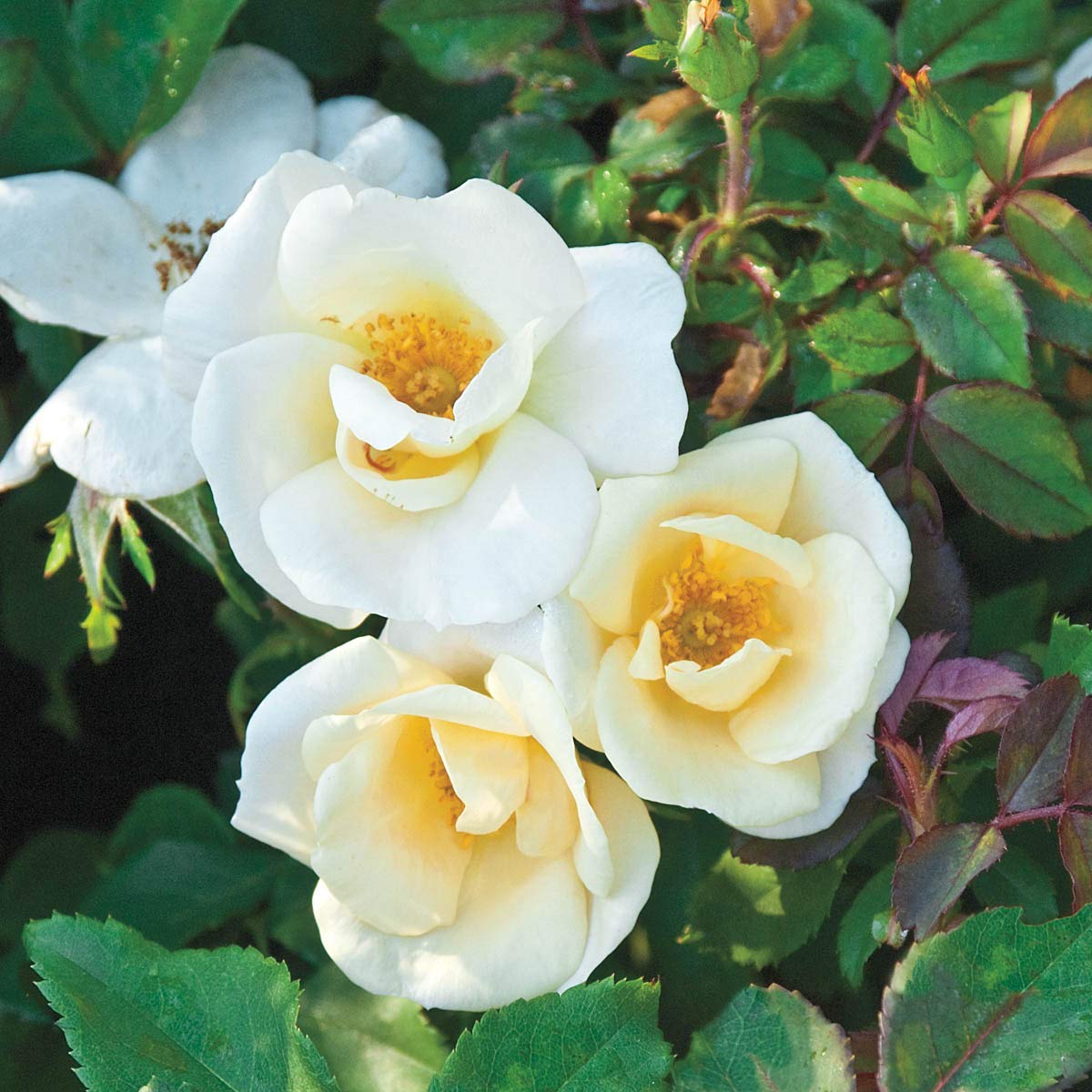 Amazon.com : BRECK'S - White Knock Out Dormant Bare Root Shrub Rose ...