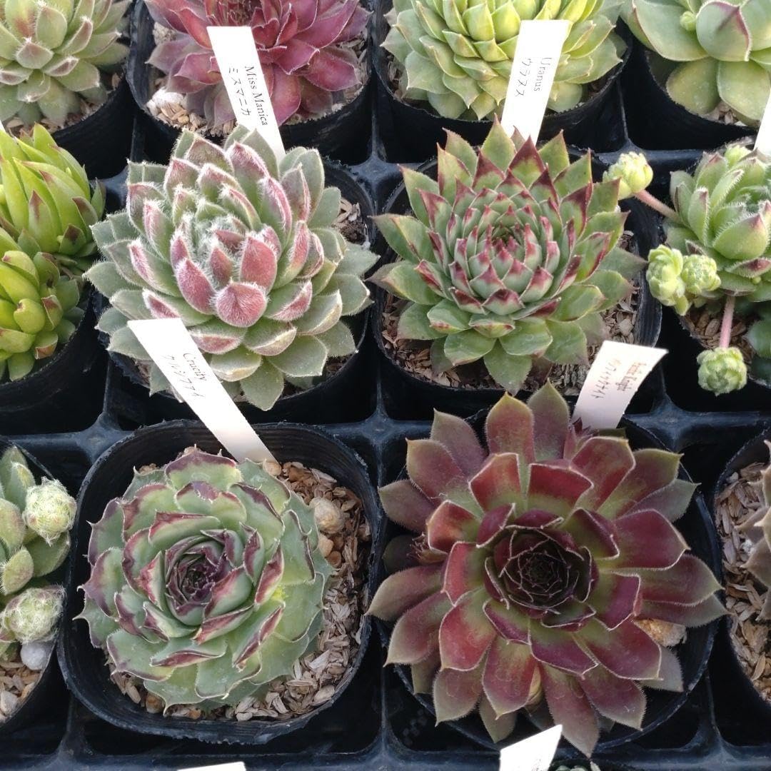 センペルビウム40品種セット 7.5cmポット｜観葉植物 オンライン通販