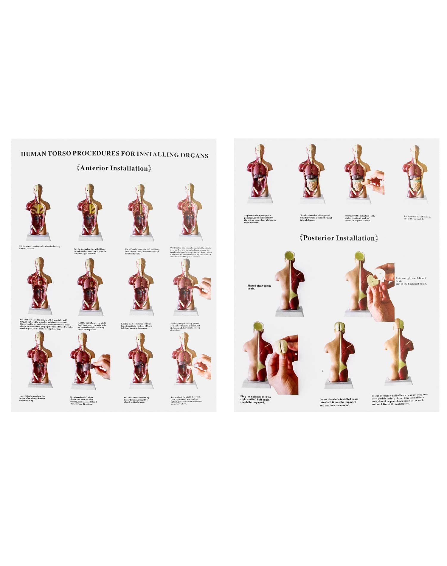 QWORK® 15 Pezzi Modello di Anatomia Umana - Cranio Cervello Torso e Organi Interni - per Studenti di Medicina Medici e Insegnanti - 28 cm