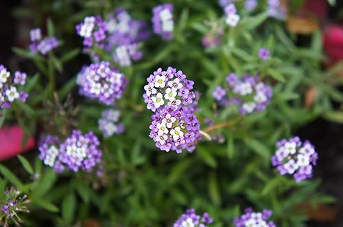 Miniatura 5 de TKE Farms & Gardens - Alyssum Seeds for Planting, Royal Carpet, 1000+ Heirloom Non-GMO Flower Seeds, Perfect for Gardens, Borders, Containers, and