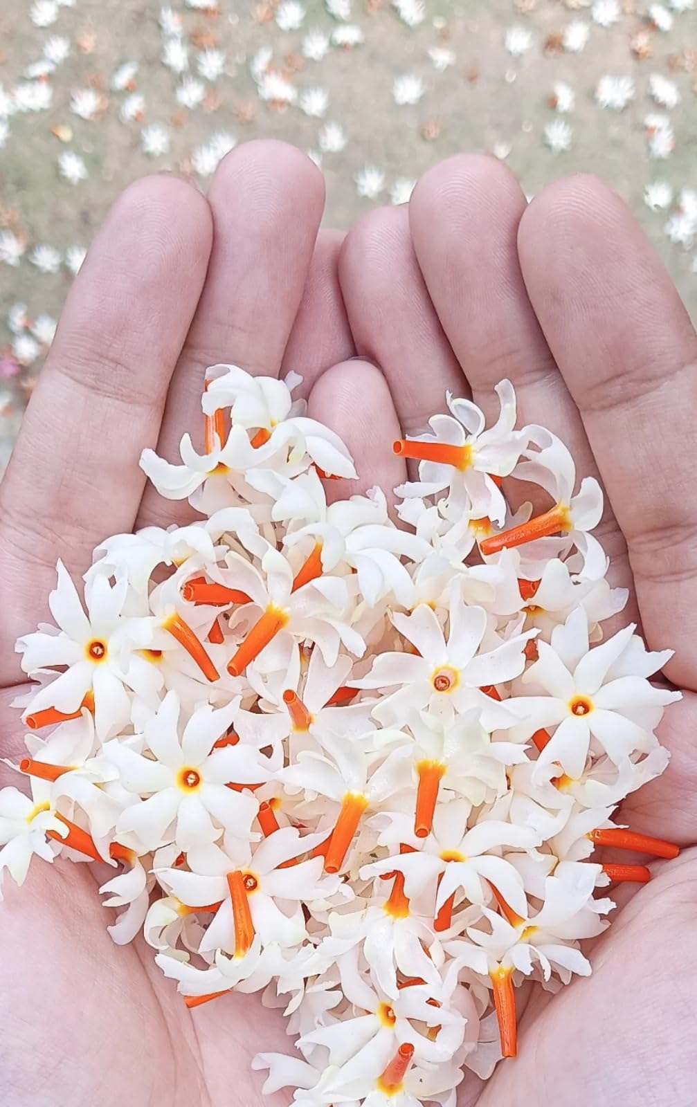 All Time Parijat Flowering Live Plant & Tree For Your Home Garden (1.5-3.5 Ft Hight) 12 Month Parijat/Harsinger Grafted Flower Plant (Pack Of 1) (B0CWJ39R7W) Amazon Price History, Amazon Price Tracker