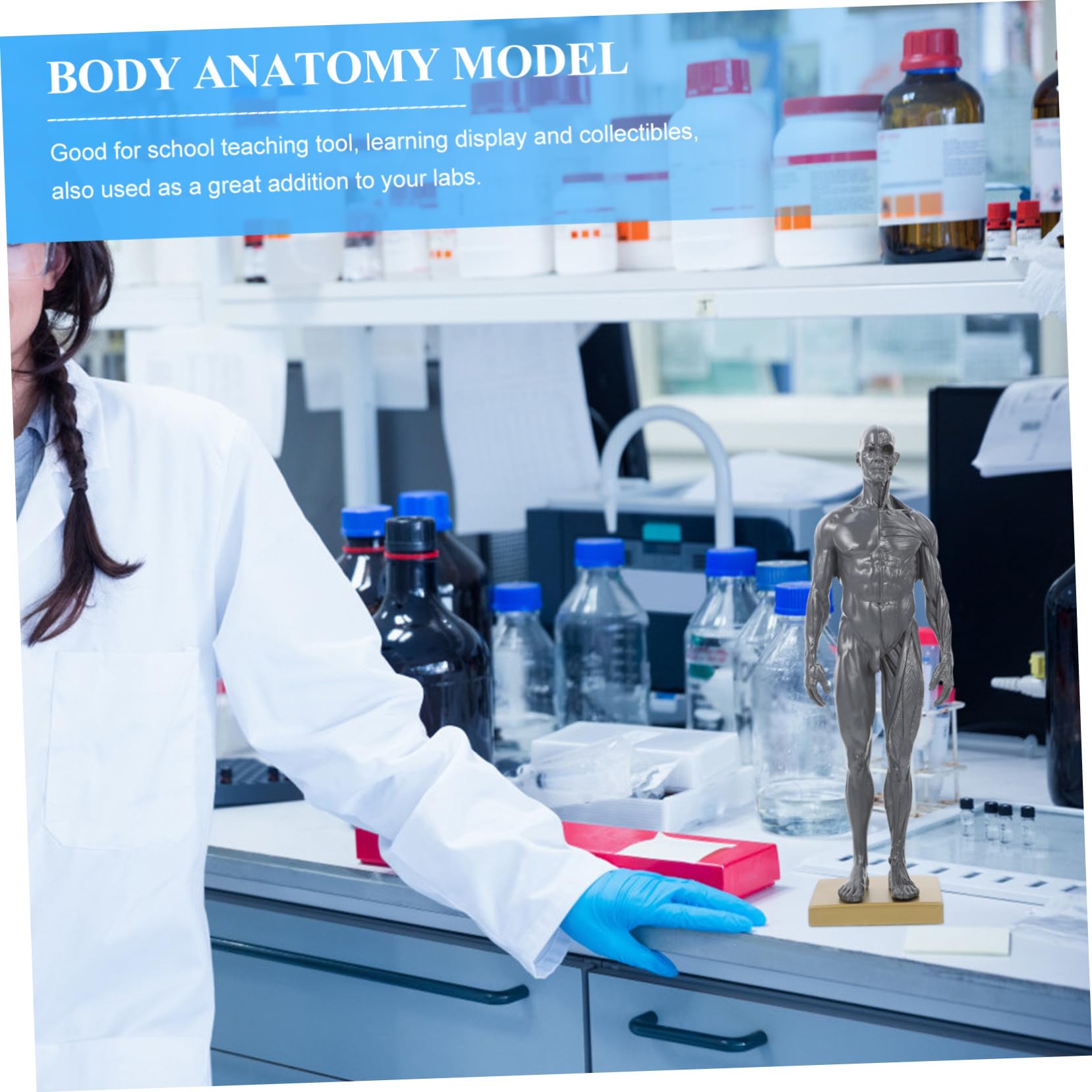 Cabilock Modèle Miniature du Système Musculaire Humain en Résine pour L'enseignement en Laboratoire et École, Instrument D'apprentissage et Affichage Anatomique Précis Couleur Aléatoire
