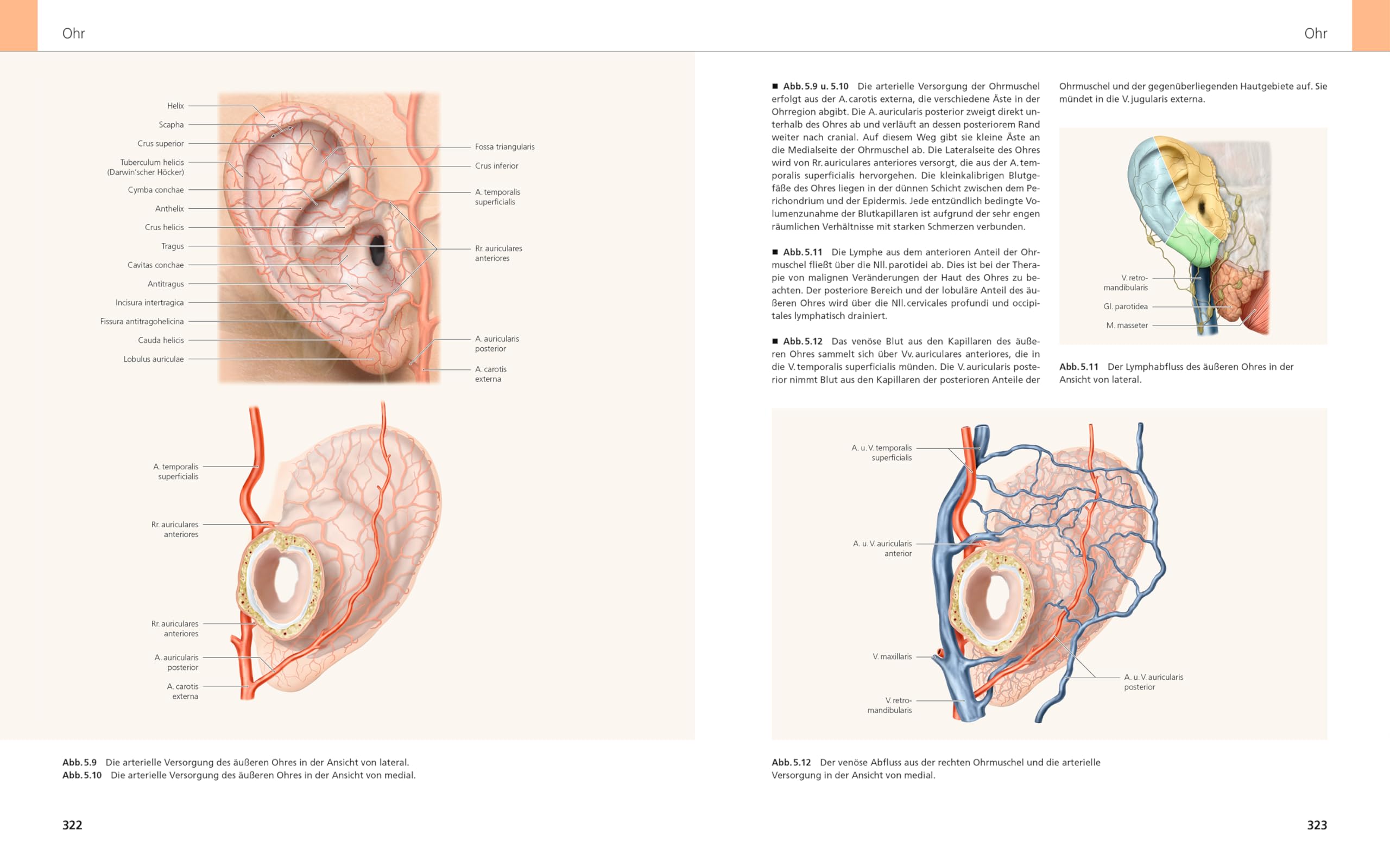 Das Gesicht | Bildatlas klinische Anatomie