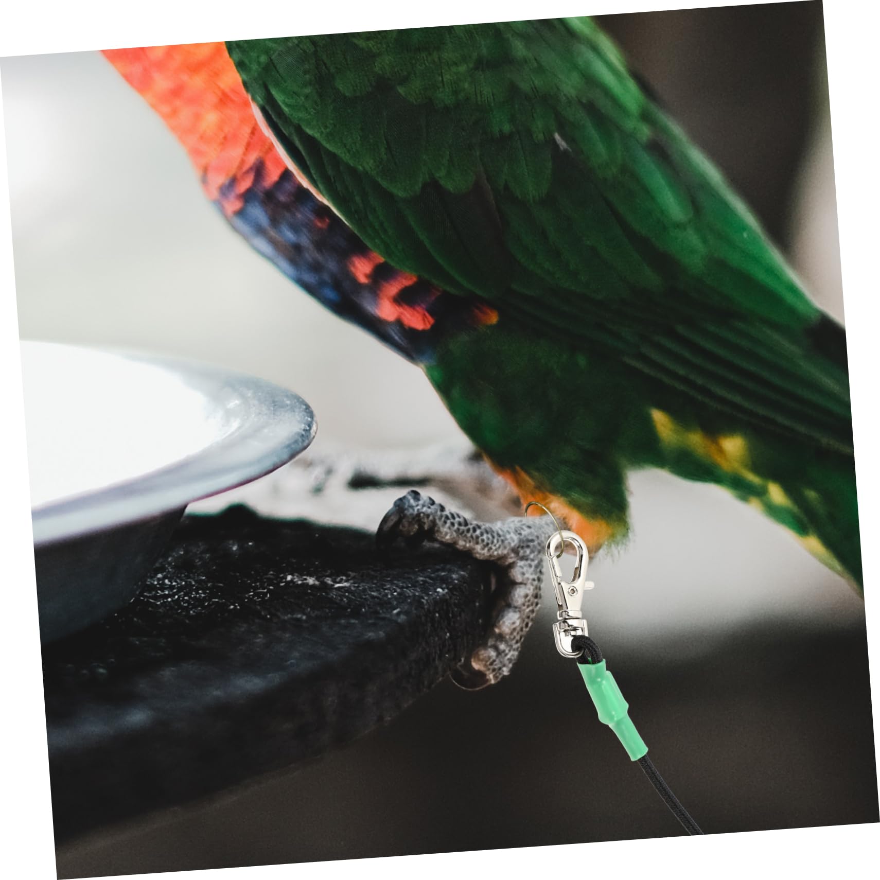 Kisangel 2 Piezas Cuerda De Pájaro Arnés De Pájaro Mascota Arnés y Correa para Cacatúa Cuerda De Entrenamiento De Loros Suministros De Correa De Loro De Acero Inoxidable Green