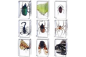 Assorted Glow in the Dark Insects in Resin Specimen Display Set