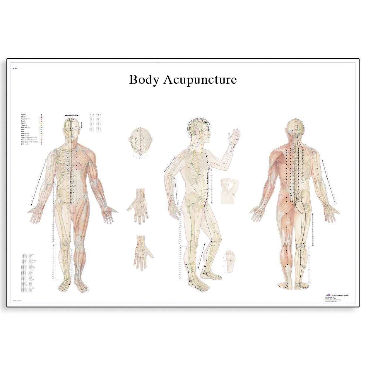 3B Scientific VR1820L Glossy UV Resistant Laminated Paper Body Acupuncture Anatomical Chart, Poster Size 20" Width x 26" Height