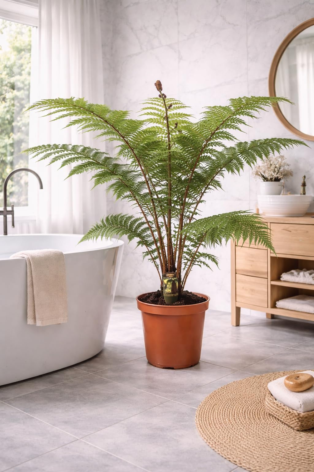 Australischer Baumfarn „Cyathea Australis“ – 80-100 cm hoch inkl. Topf (24 cm) | Exotischer & schnellwüchsiger Farn für Zimmer, Wintergarten, Terrasse & Garten
