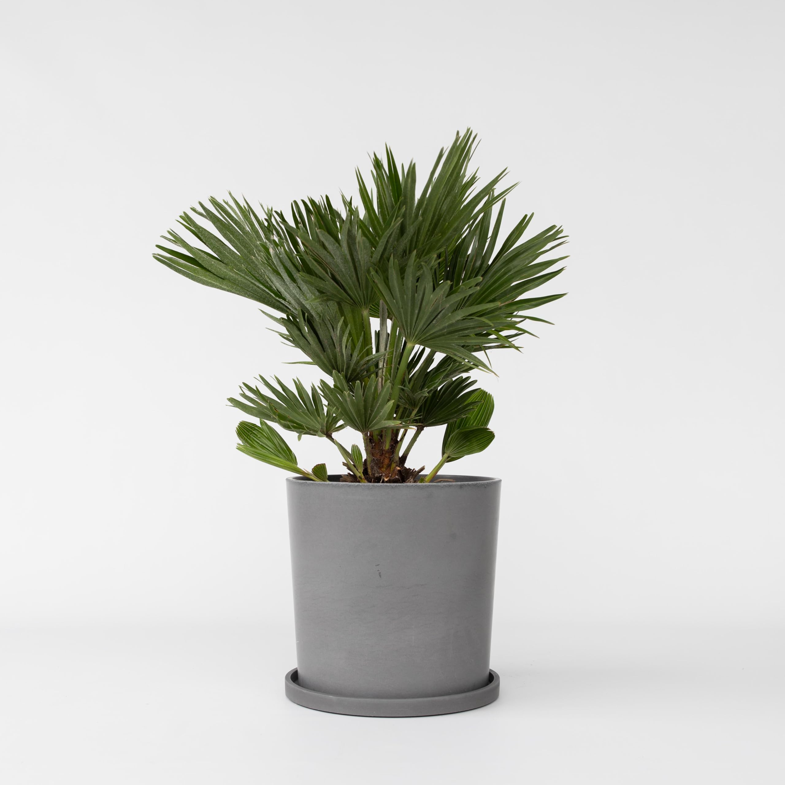 Palmier Nain Chamaerops Humilis - Résistant Au Froid Jusqu'à -10°C, Parfait Pour Balcon & Jardin Méditerranéen