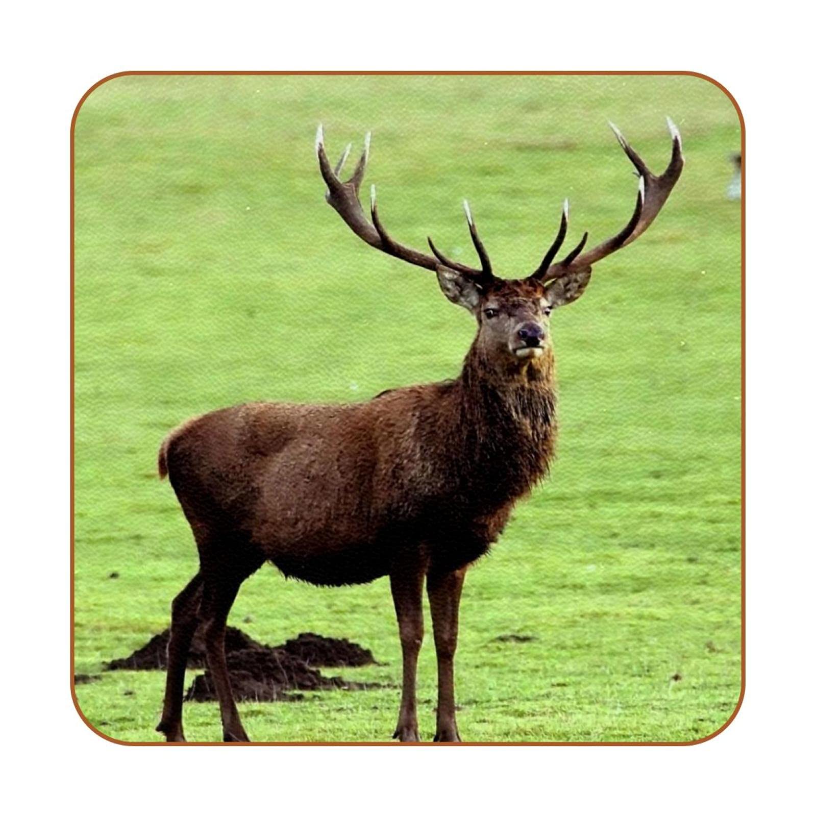 Set of 6 Pieces Coasters for Drink,Deer Pattern Square Cup Pad Mat for Insulation Heat Protect and Decor Furniture