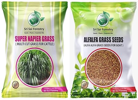 SRI SAI FORESTRY Super Napier Grass Seeds | Alfalfa Seeds - Alfa Alfa Grass | Combo Pack - 200g | Animal Fodder High Yield Multi Cut Grass Seed