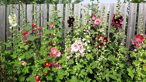 Miniatura 5 de Semillas Hollyhock Spring Mix Flores perennes
