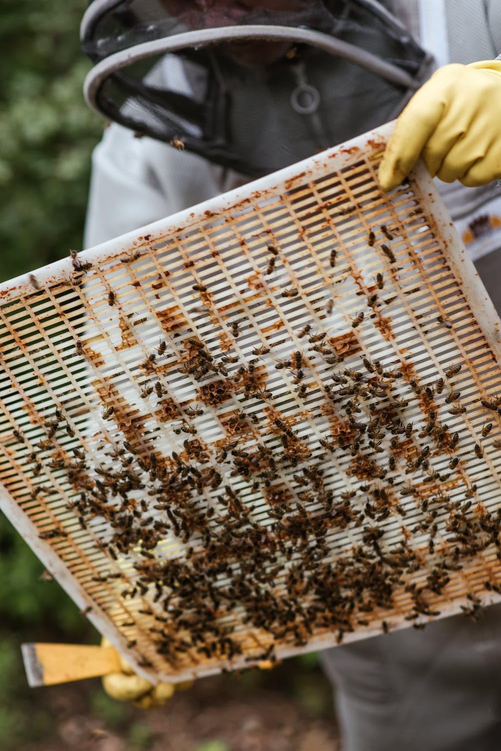 Lot de 10 boudins en plastique à 10 cadres pour ruche à 10 cadres - Pour ruche d'abeille - Pour ruche et apiculture - Séparer les abeilles des ruches - Fournitures d'outils pour ruche (blanc et jaune)