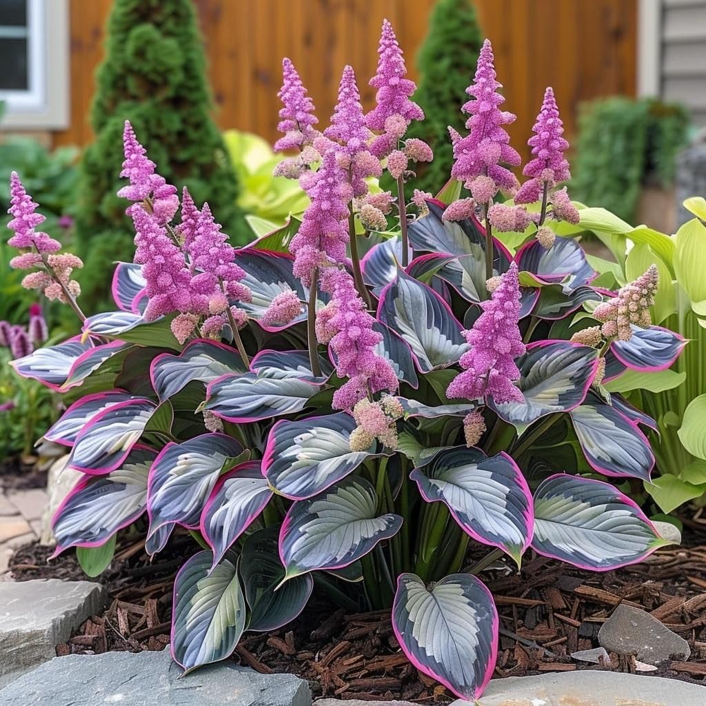 Mix Hosta Plant Now, Surprise Growth, Garden Decoration, No Watering Required, Easy to Maintain, Suitable for Autumn-10 Bulbs-E