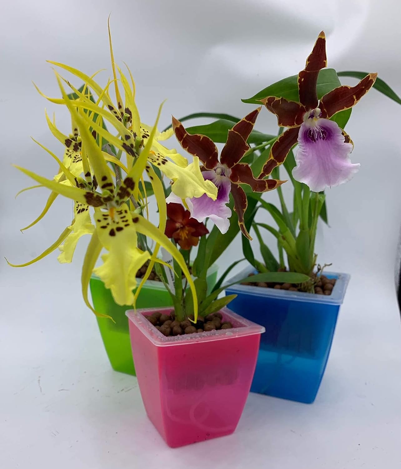 3 Perfect Orchid Planter, Plastic Planter Pot, Orchid Pots