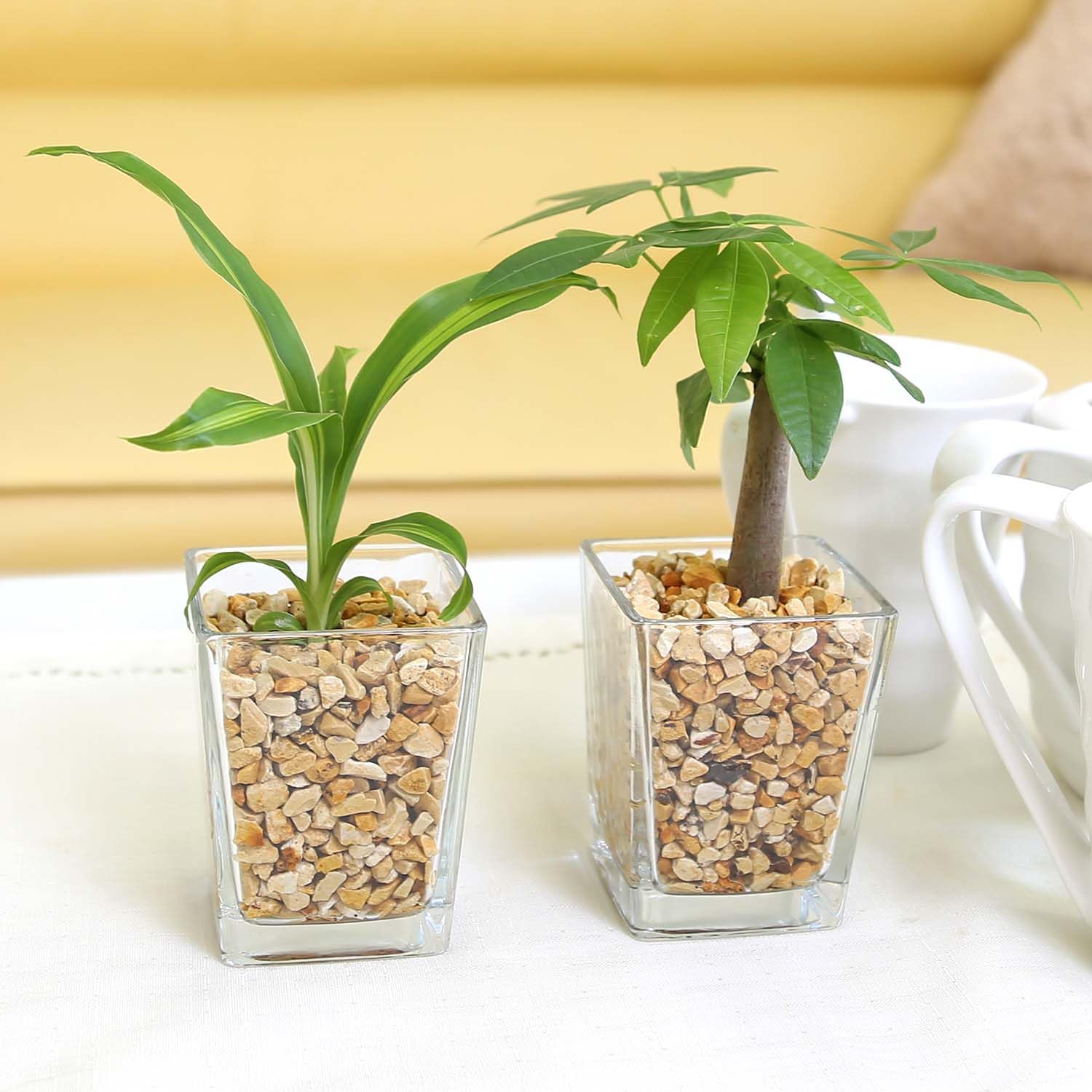 観葉植物 観葉植物 ユーフォルビア ソテツキリン 4号鉢苗 パイナップル