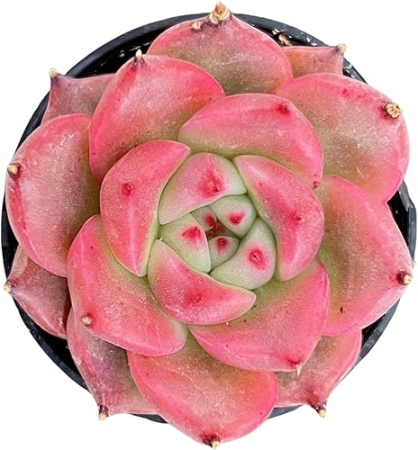 Sprout N Green Echeveria - Maceta de 2 pulgadas para suculentas, color rosa miel, planta de casa real para recuerdos de fiesta, hogar, interior,