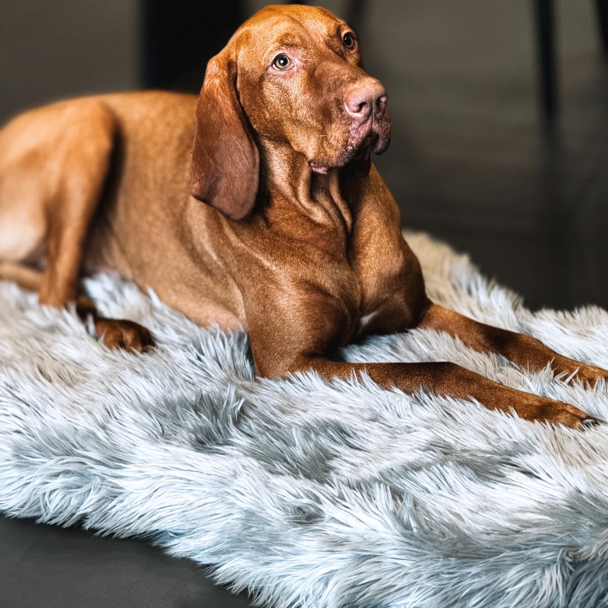 IHAPPYDOG Cama ortopédica de lujo de piel sintética para perros, cama de espuma viscoelástica para mascotas pequeñas, medianas, grandes y XL, cama esponjosa para mascotas con funda impermeable y