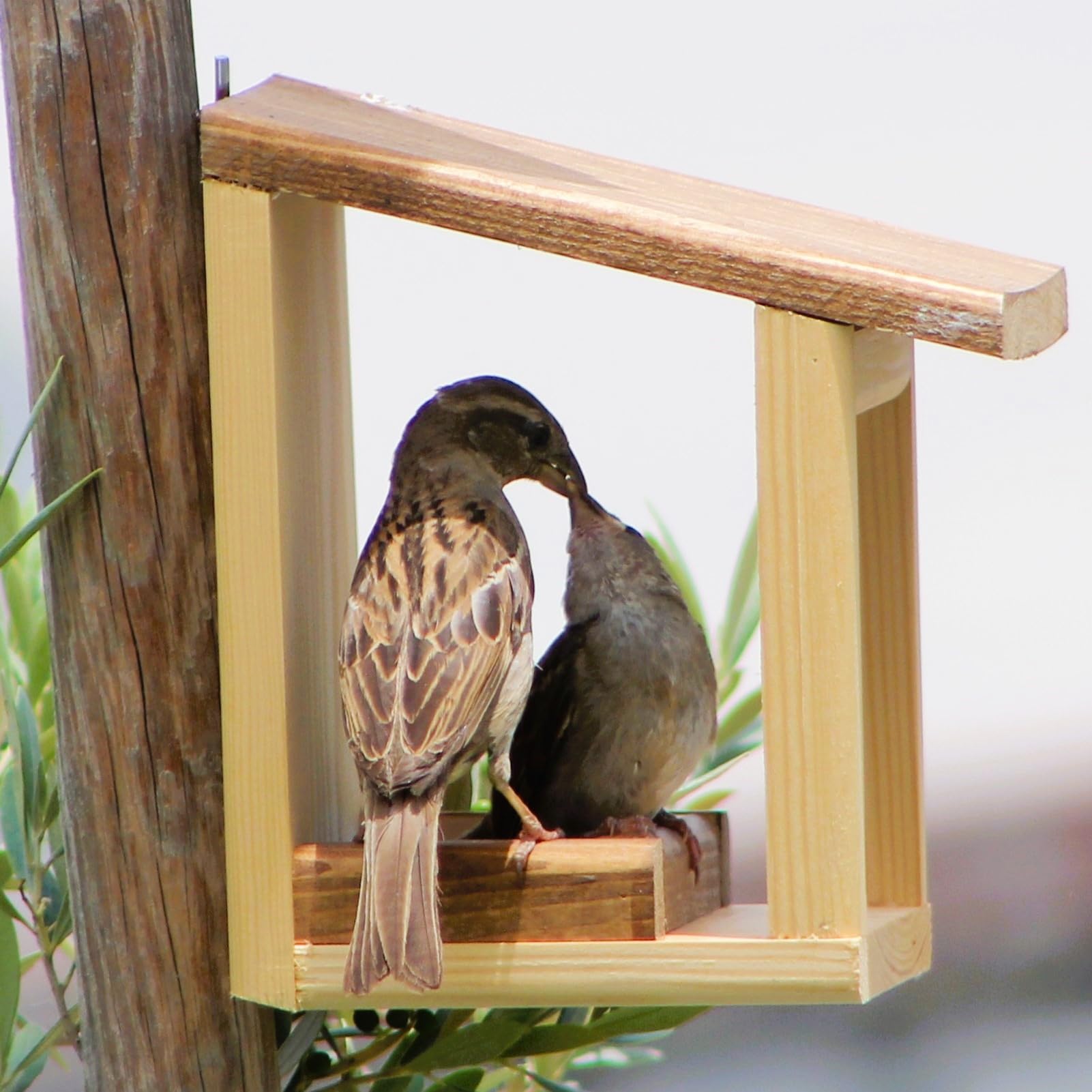 Mangeoire pour oiseaux 'Basic'