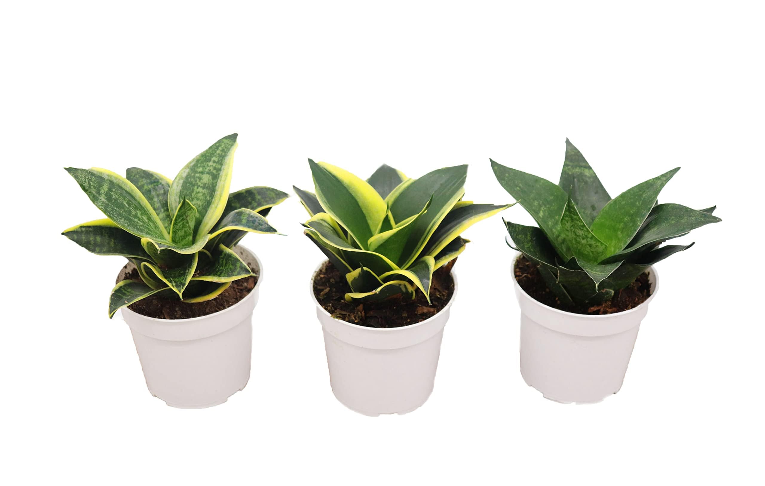 party favors succulents 2.5 Inch Succulents Wrap Bags with Thank You & Let Love Grow Stick –  Ulliki Official main image 0
