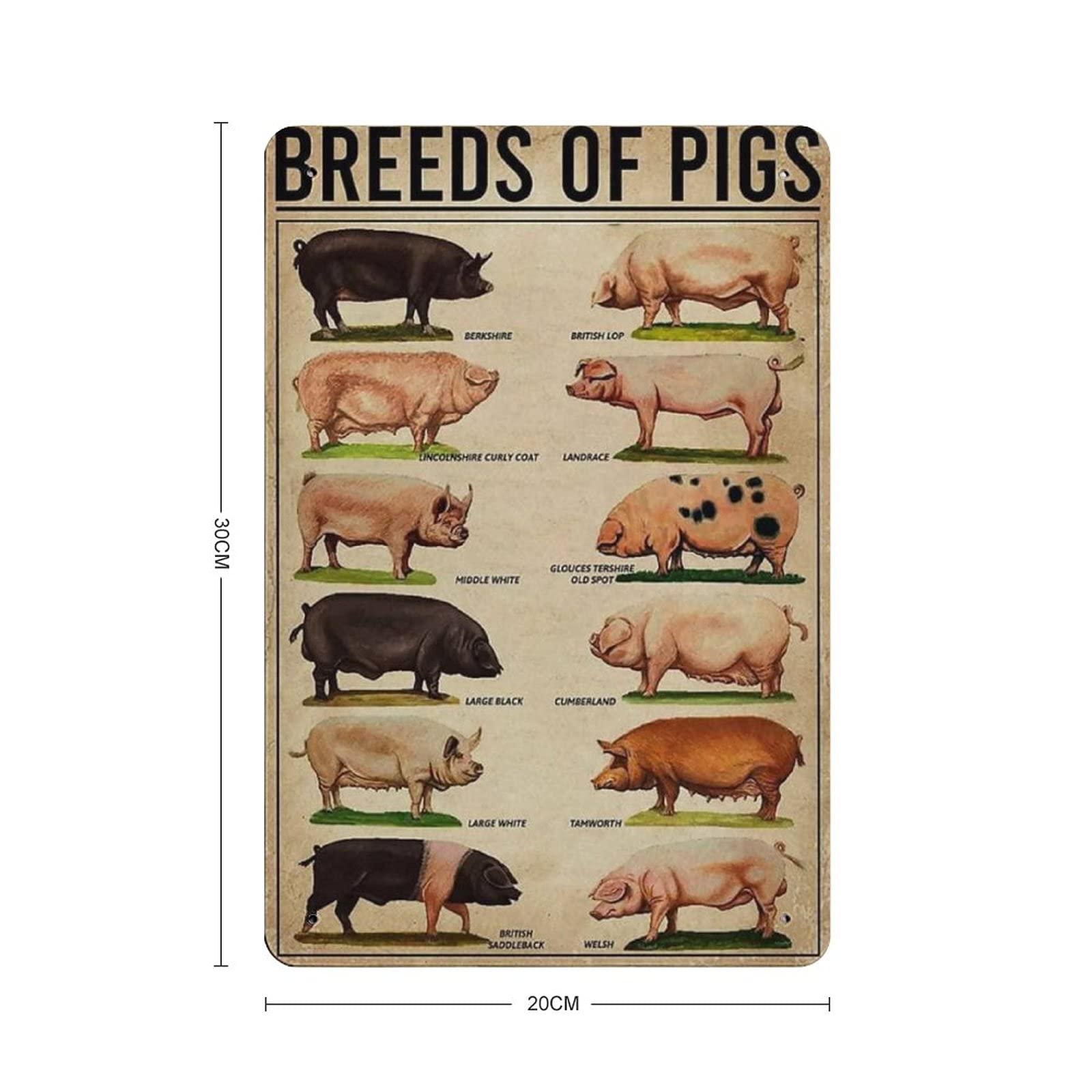 Poster In Metallo Vintage PAIION: Razze Di Pecore, Decorazione Da Parete Per Fattoria. Cartello In Alluminio 20x30 Cm Per Interni/Esterni. Idea Regalo Unica. - 2