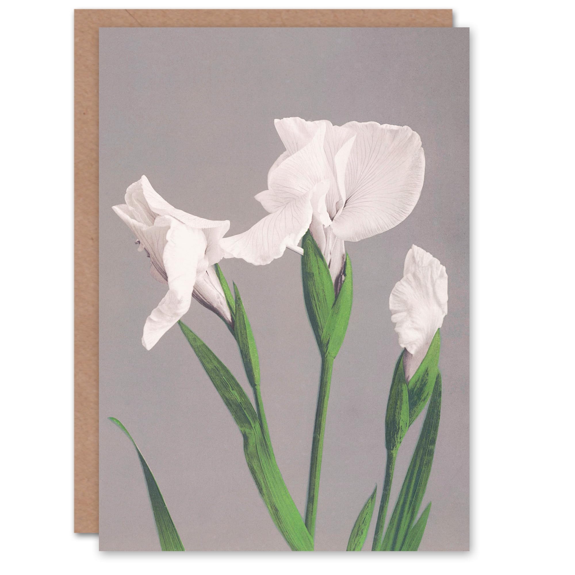 Artery8 Ogawa Kazumasa Japanese Art Card White Irises Blooming Flowers