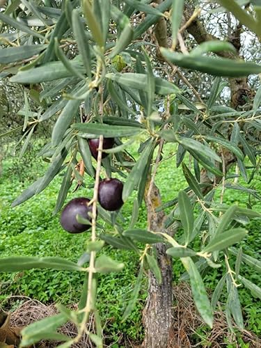 Miniatura 9 de Bella DiVincenzo Aceite de oliva virgen extra prensado en frío 100 auténtico siciliano importado de Sicilia 169fl oz 1690 floz