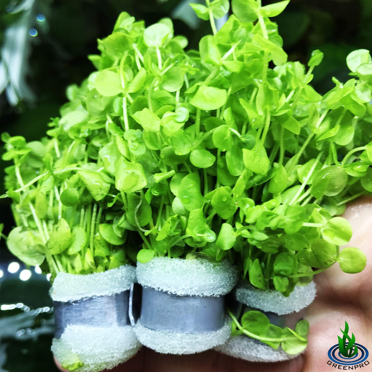 Greenpro Micranthemum Umbrosum | Giant Baby Tears 3-Bunch Low-Growing Freshwater Live Aquarium Plants Carpet Tank