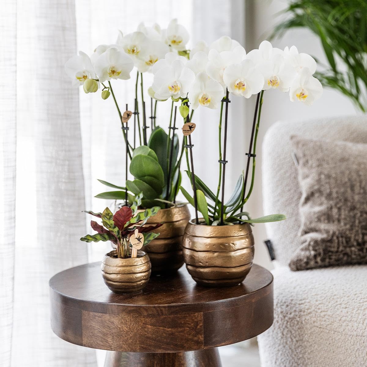 Orchidées jaunes et rouges en pot 9 cm, plante d'intérieur fraîche de l'éleveur