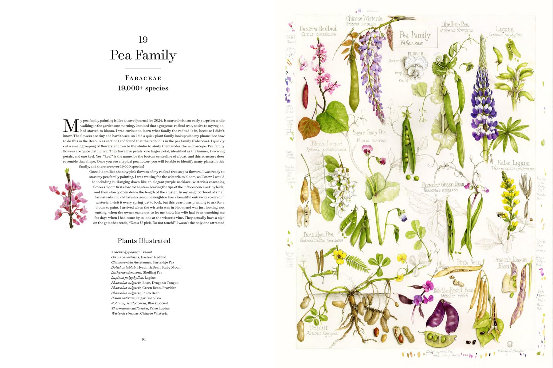 The Album of Plant Families: An Illustrated Exploration of Nature's Beauty and Bounty