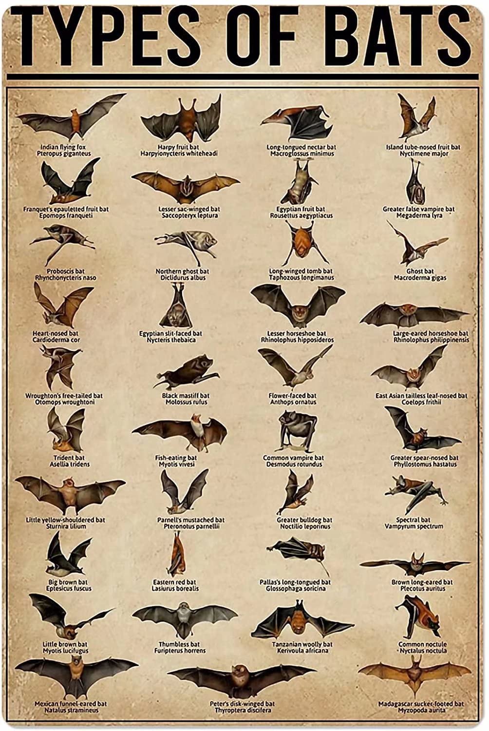 Tin Sign Types Of Bats Nostalgic Tin Signs Funny Poster Art Wall Decor for Pub Bar Vintage Wall Stickers 8x12 Inch