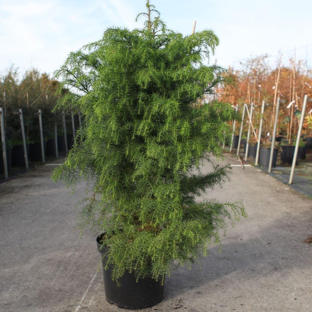 Cryptomeria Japonica 'Elegans Viridis' - Graceful Evergreen Tree for All-Year Appeal 10 Litre Pot x 1 by Thompson & Morgan