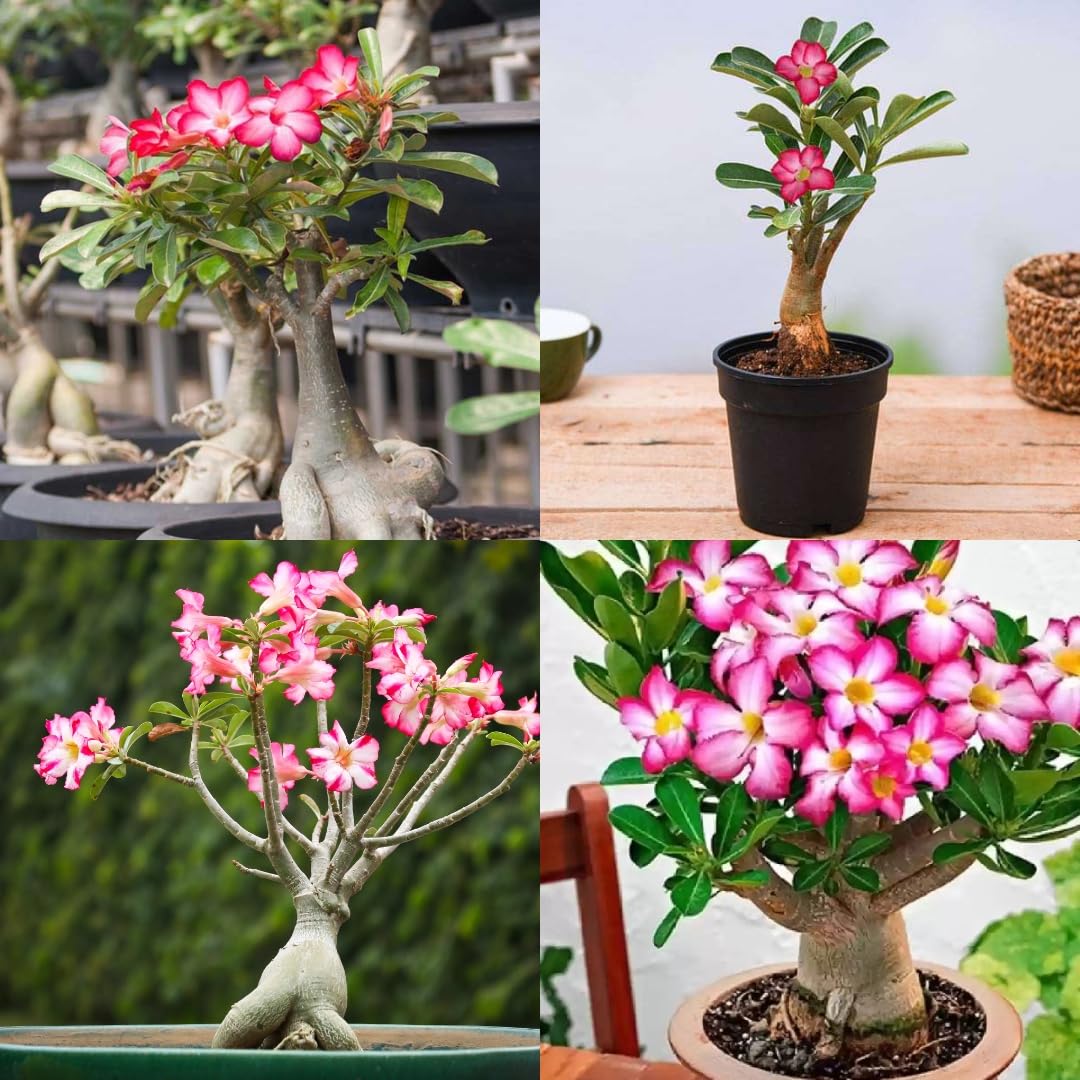 Bonsai adenium live plant with flower, Flower plant for bonsai adenium desert rose 1 live plant-image-34